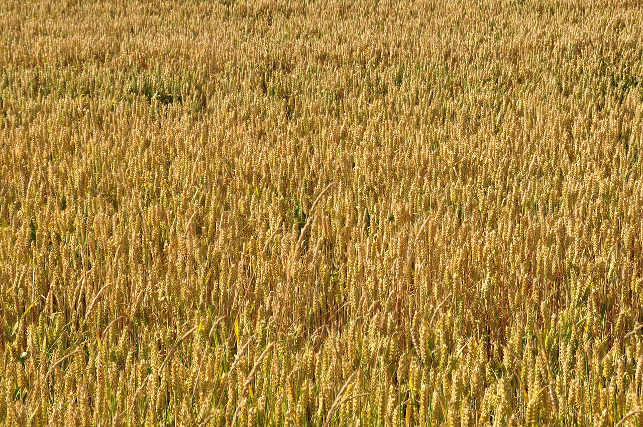 wheat cereals rye free photo