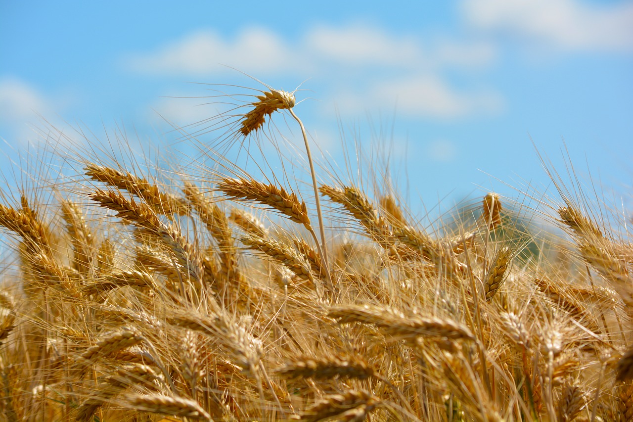 wheat by chaitanya k grain free photo