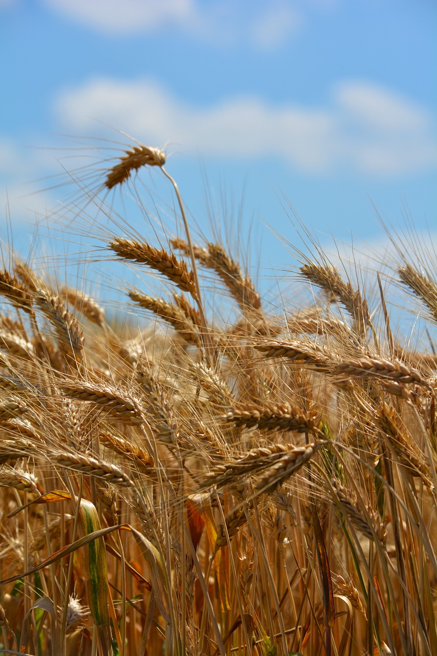 wheat by chaitanya k wheat ear free photo