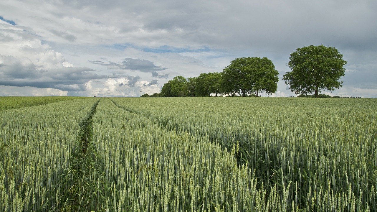 wheat wheat field cereals free photo