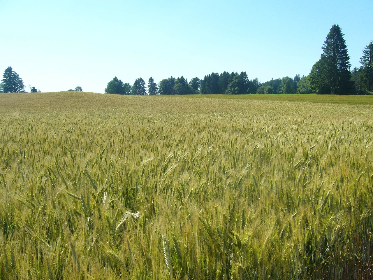 wheat wheatfield switzerland free photo