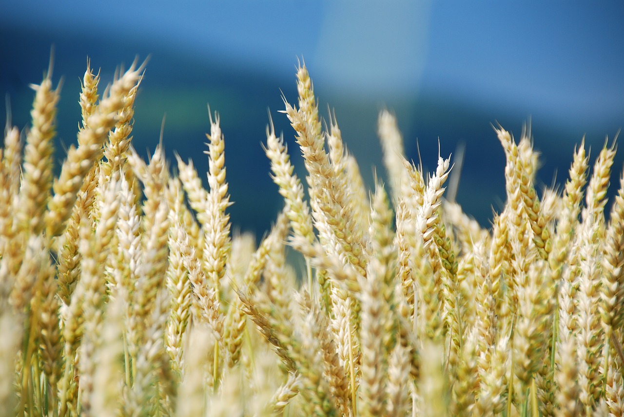 wheat wheat field cereals free photo