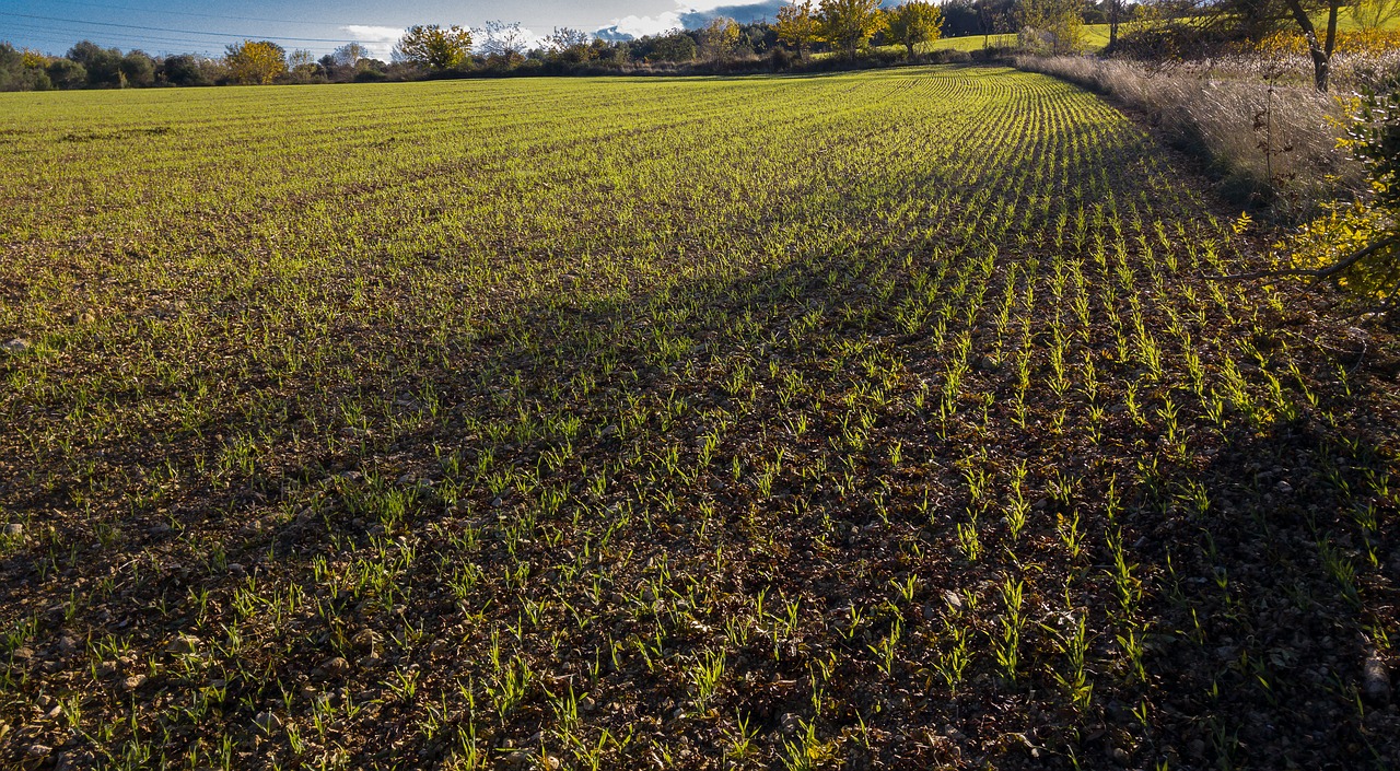 wheat winter wheat plantation free photo