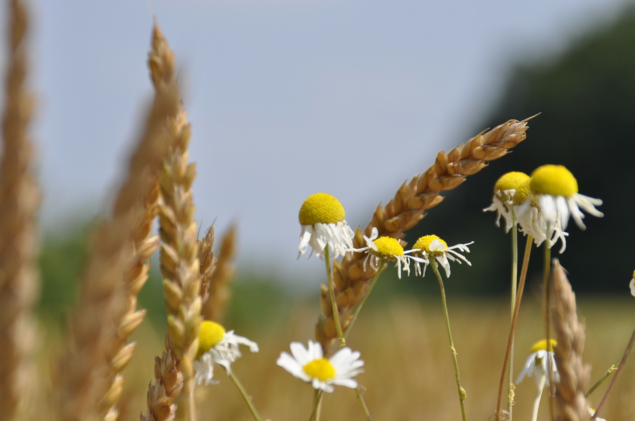 wheat fields chamomile free photo