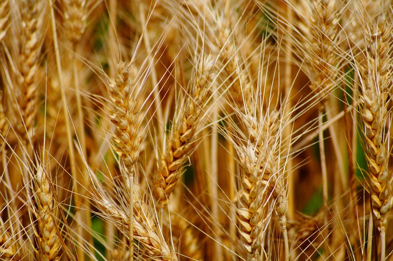 wheat fields cereals free photo