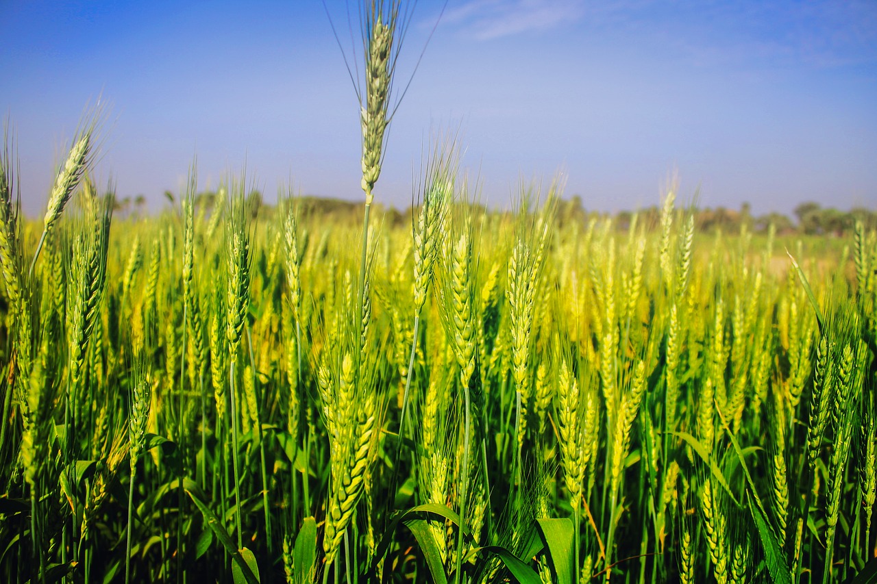 wheat field agriculture free photo