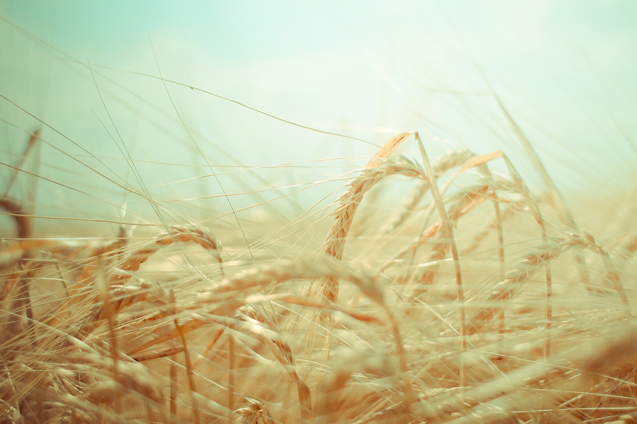 wheat grain green free photo