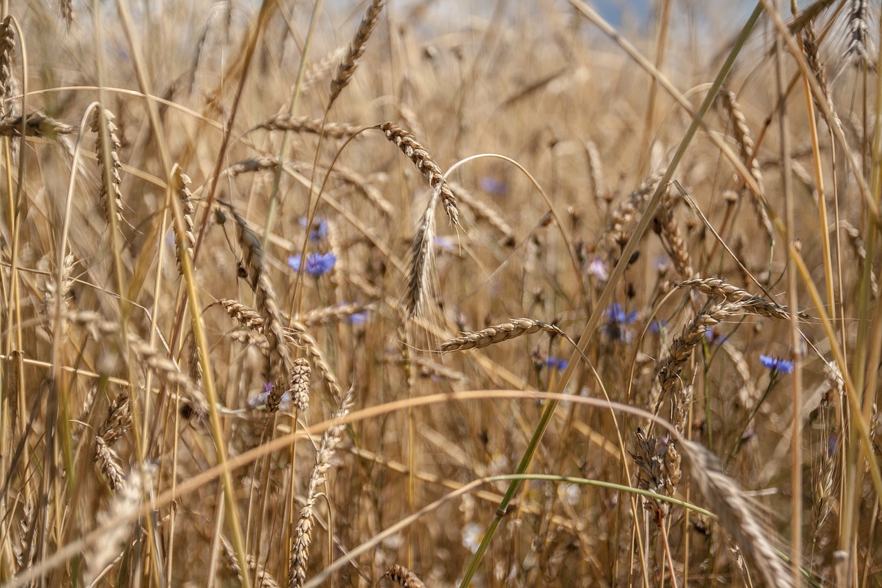 wheat field nature free photo