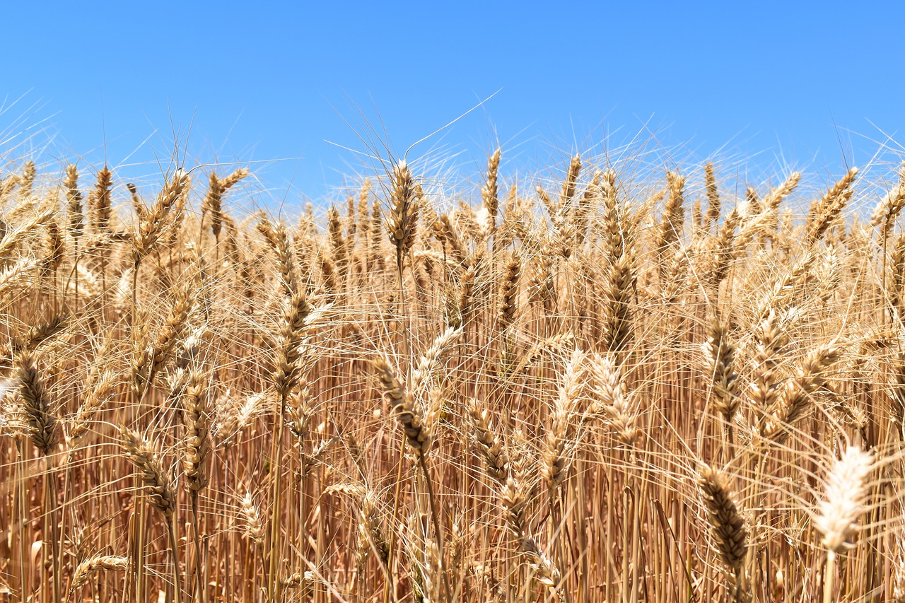 wheat cereal agriculture free photo