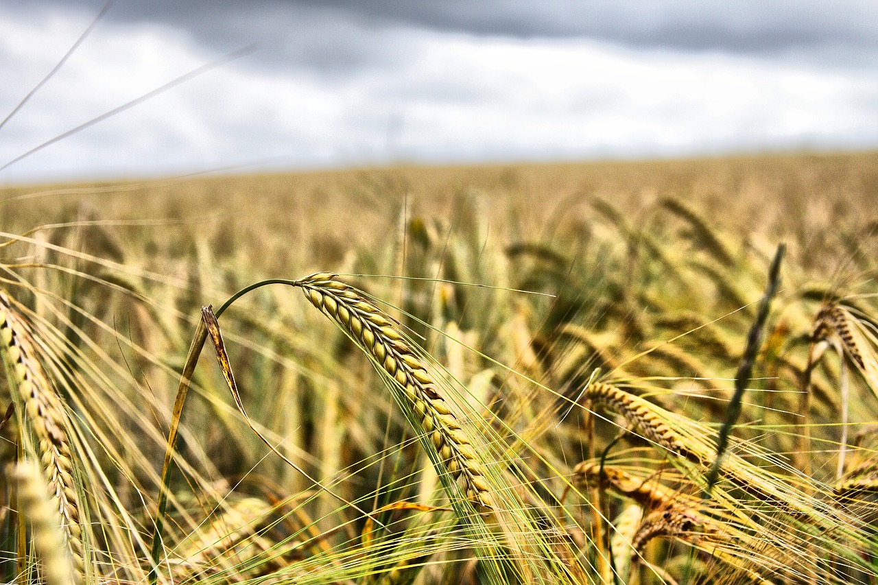 wheat field grain free photo