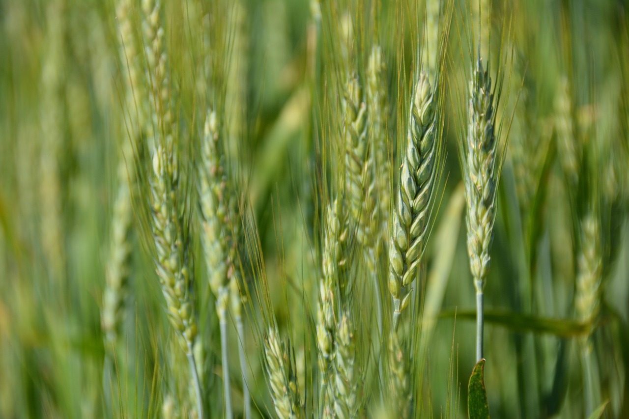 wheat grain agriculture free photo
