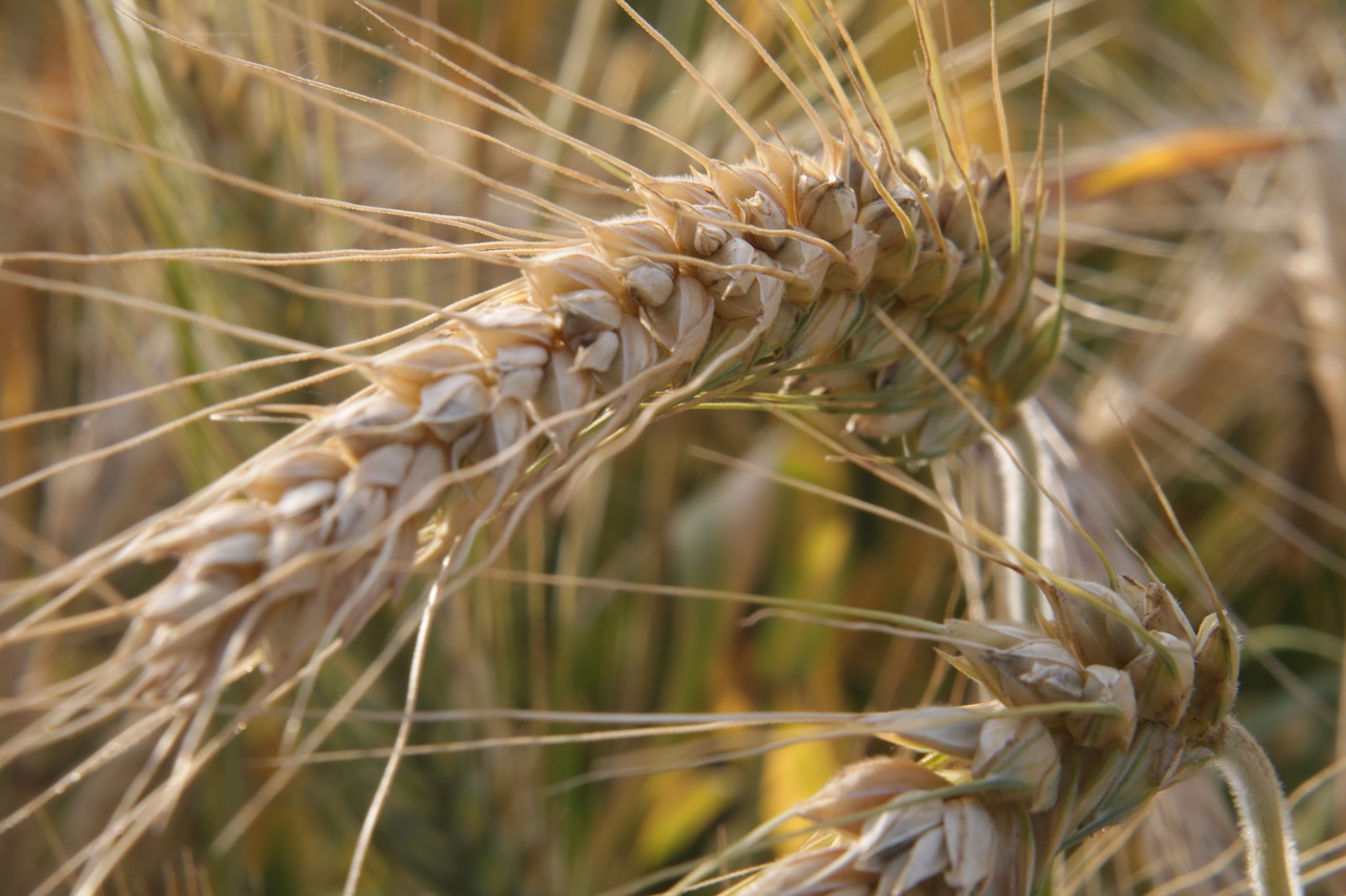 wheat harvest time ripe free photo