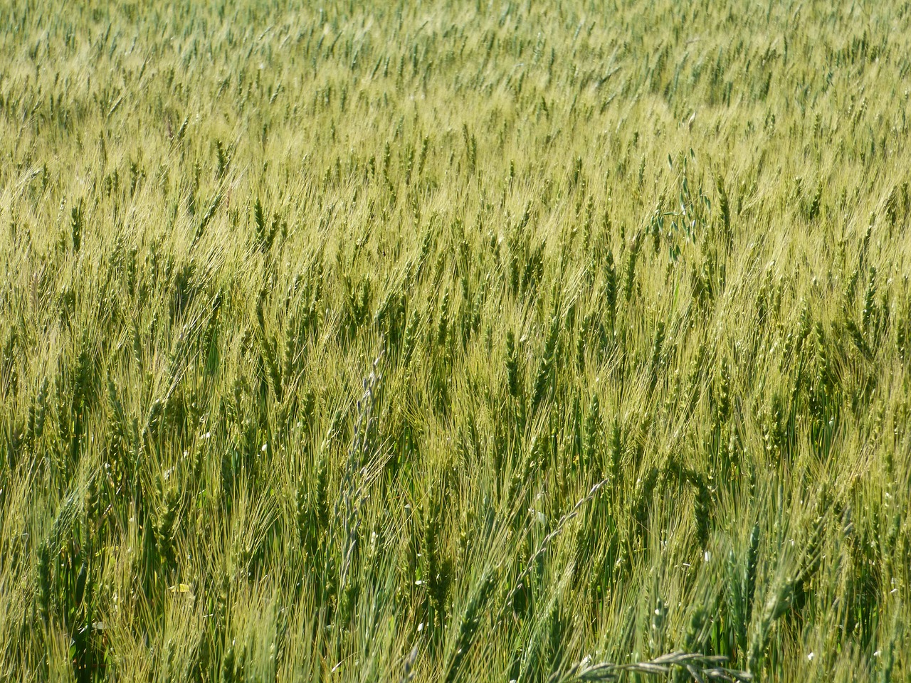 wheat green cereal free photo