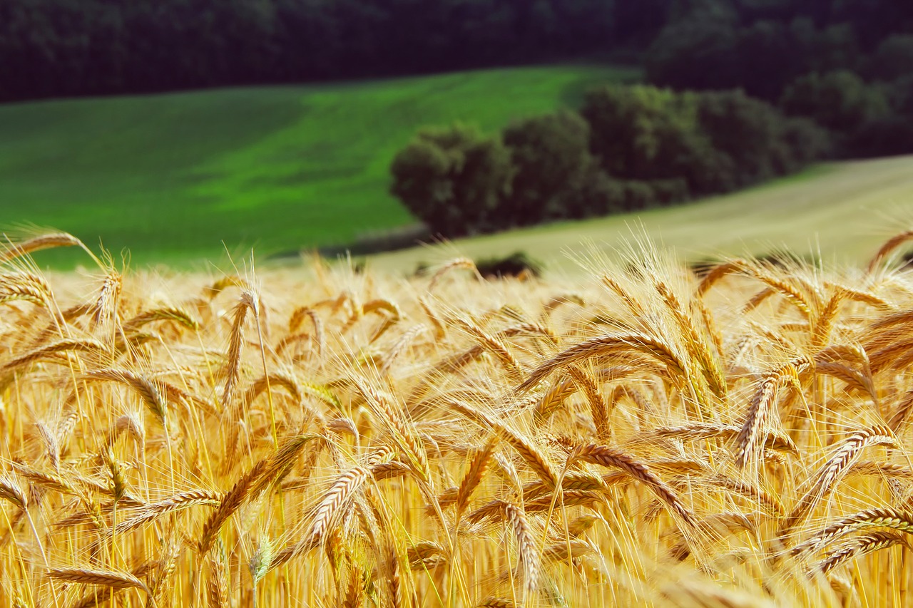 wheat summer landscape free photo