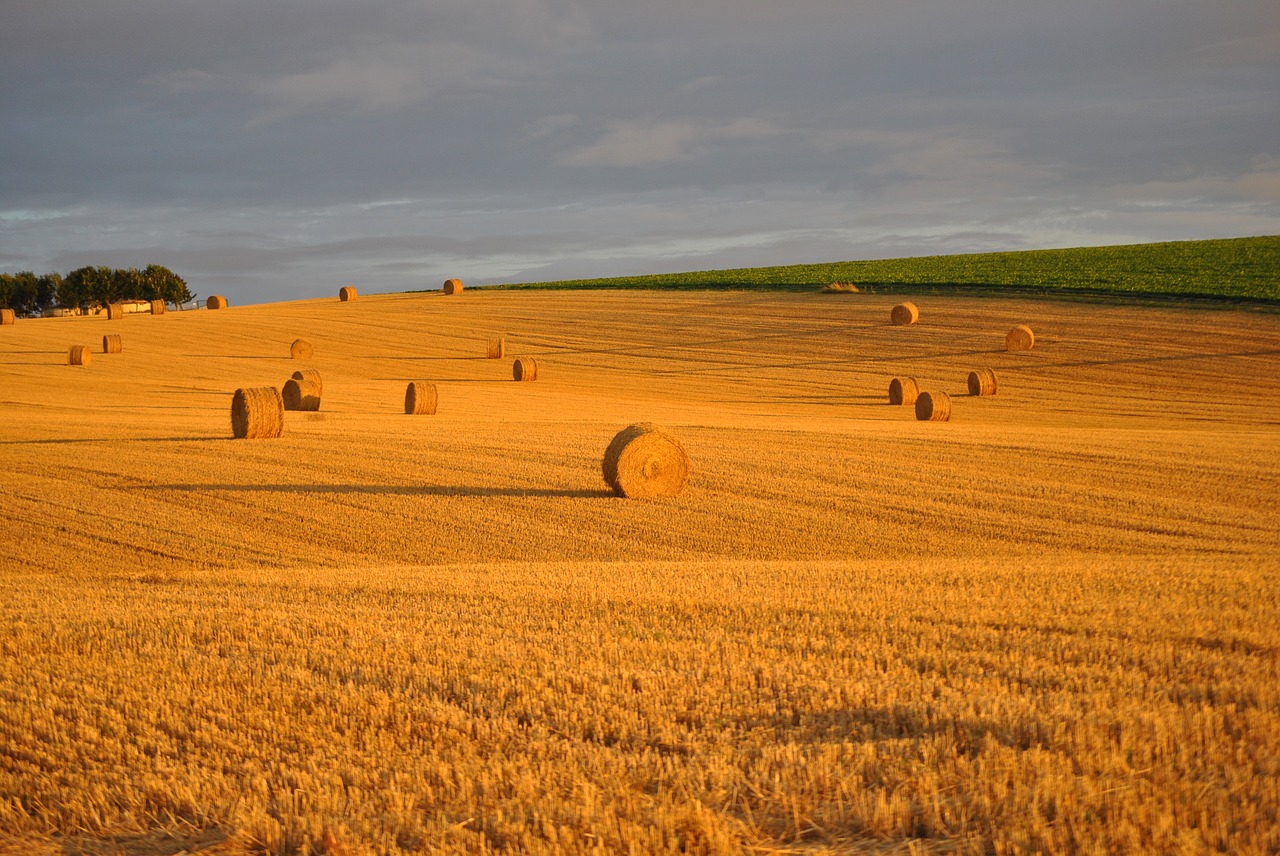 wheat field straw free photo