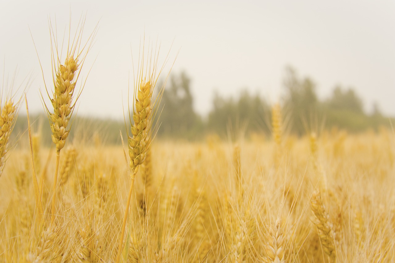 wheat in wheat field harvest free photo