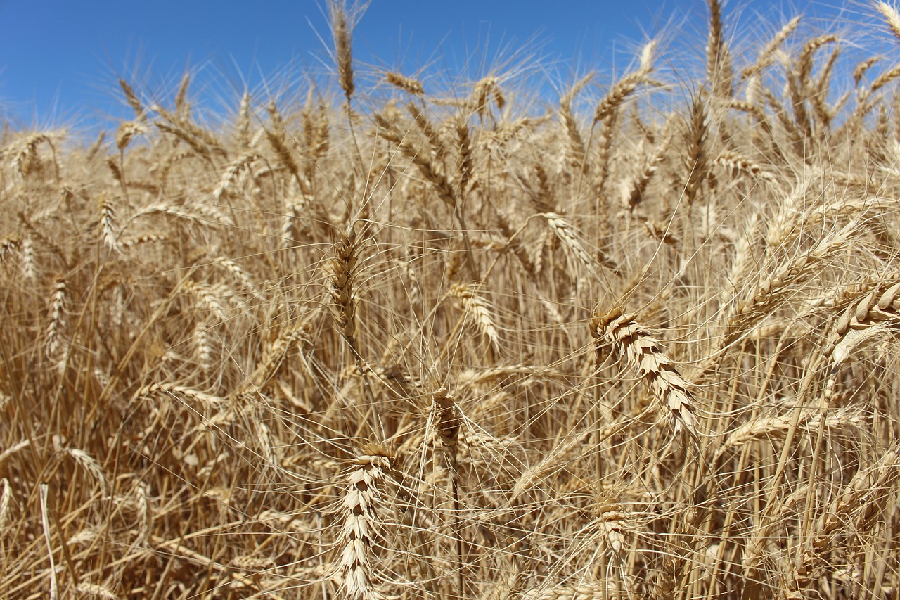 wheat field summer free photo