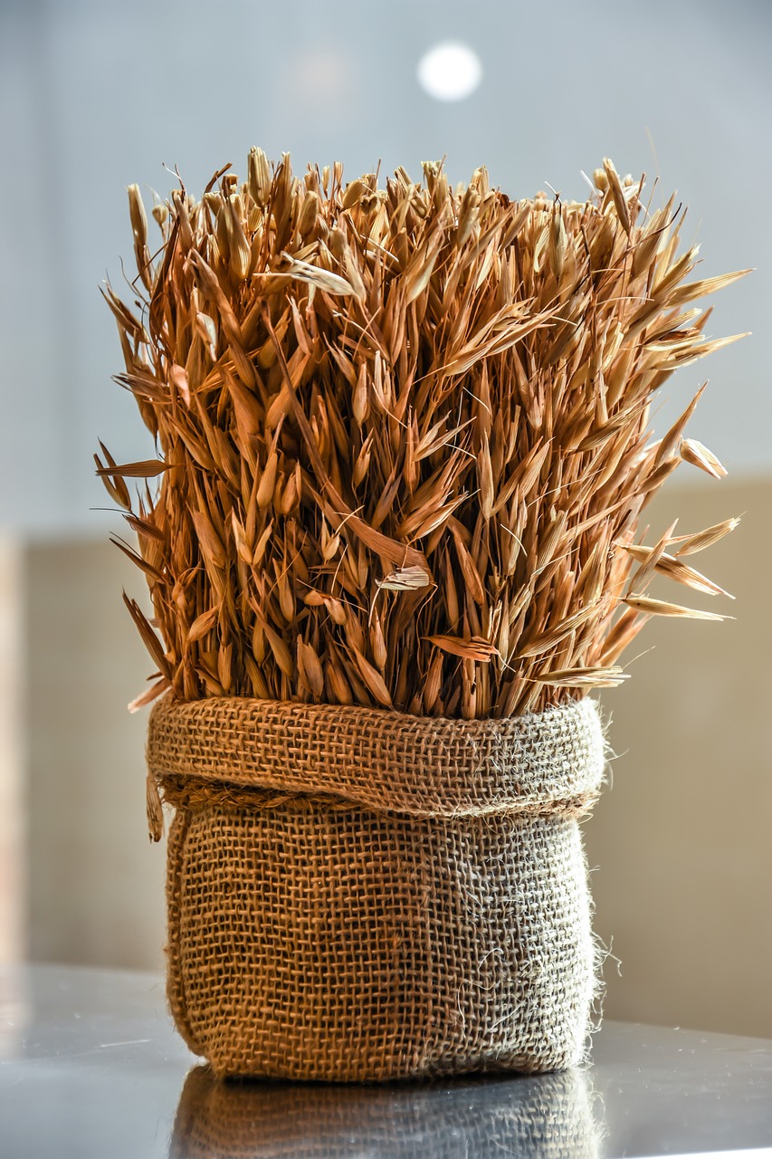 wheat grain agriculture free photo