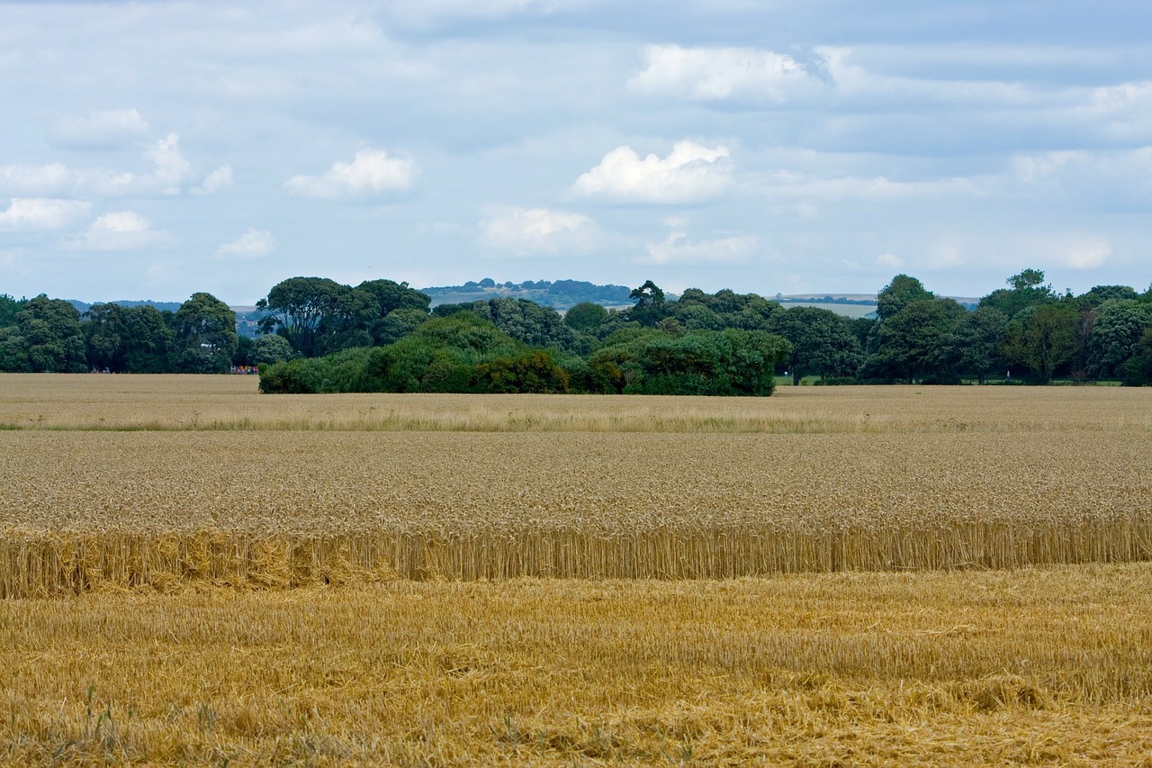 wheat wheat field crops free photo