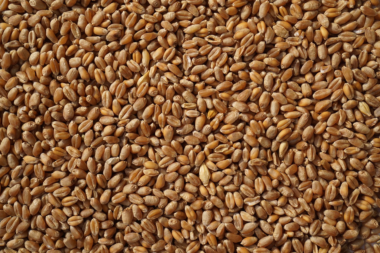 wheat grain grains free photo