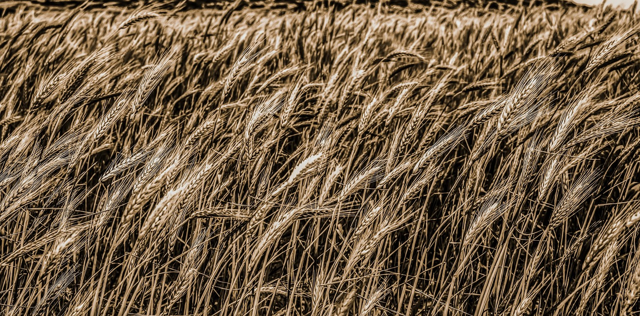 wheat cereal food free photo