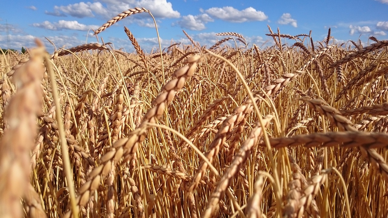 wheat field cereals free photo