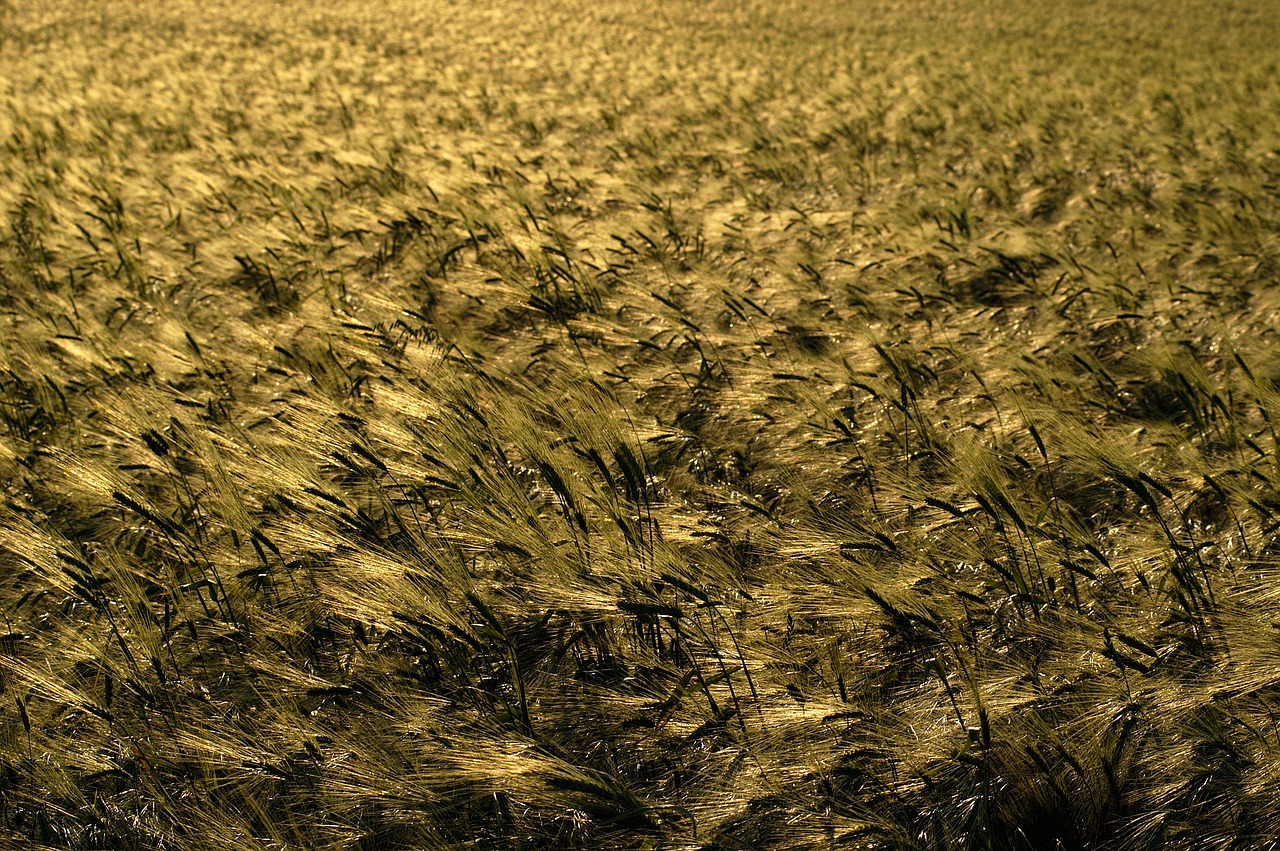 wheat barley agriculture free photo