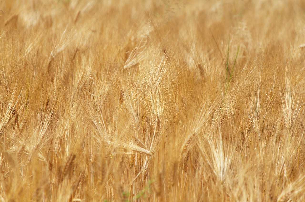 wheat field harvest free photo