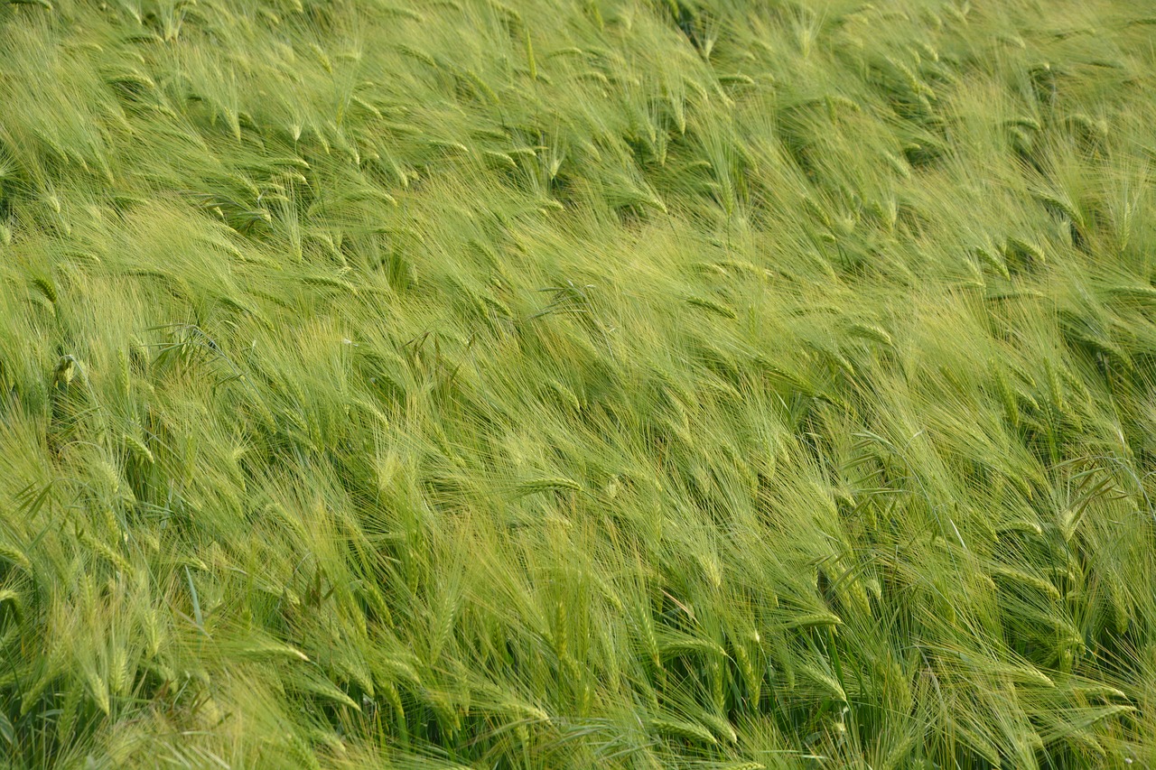wheat fields nature free photo