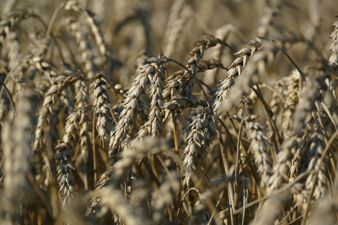 wheat agriculture cereals free photo