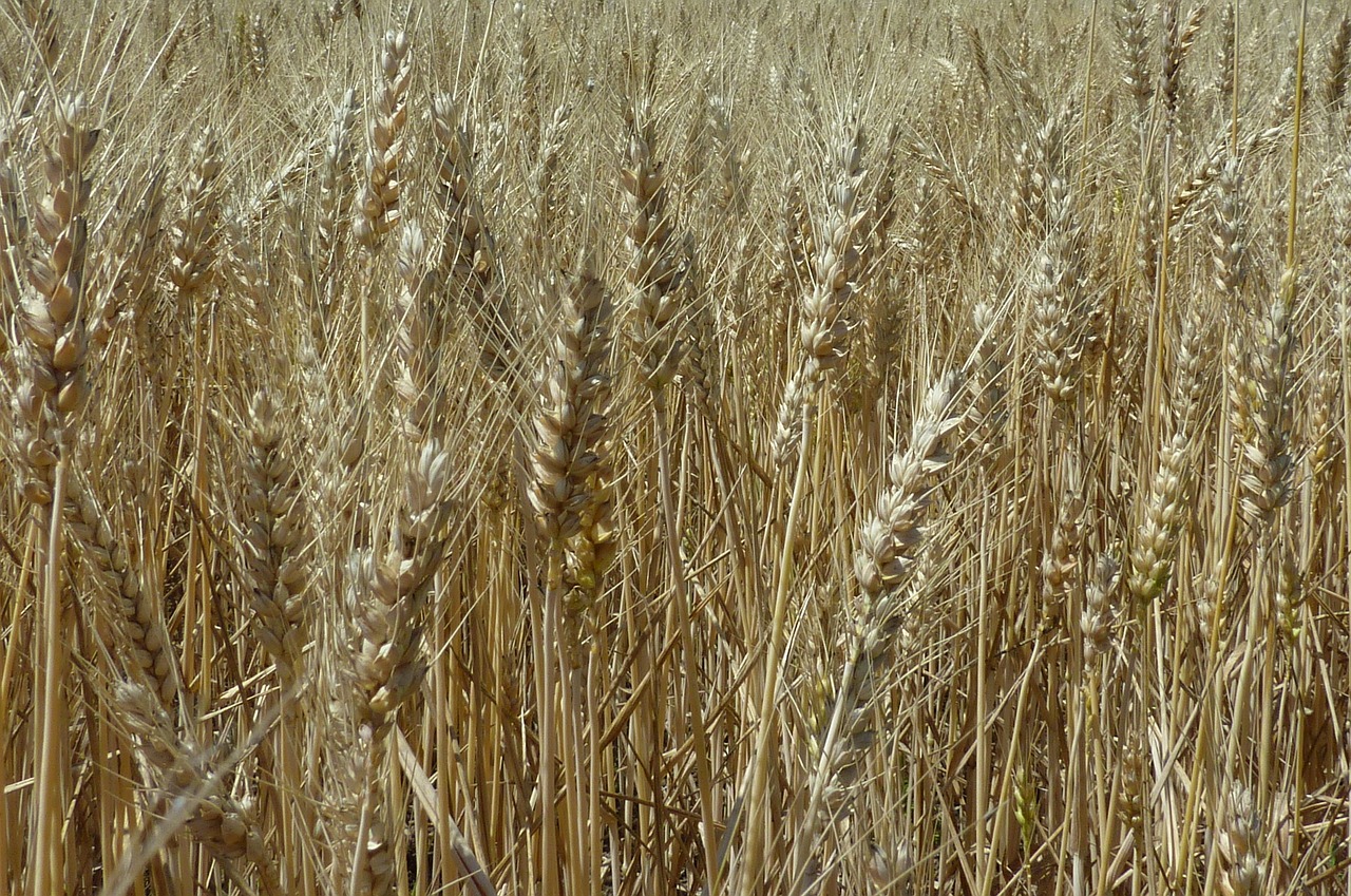 wheat harvest crop free photo