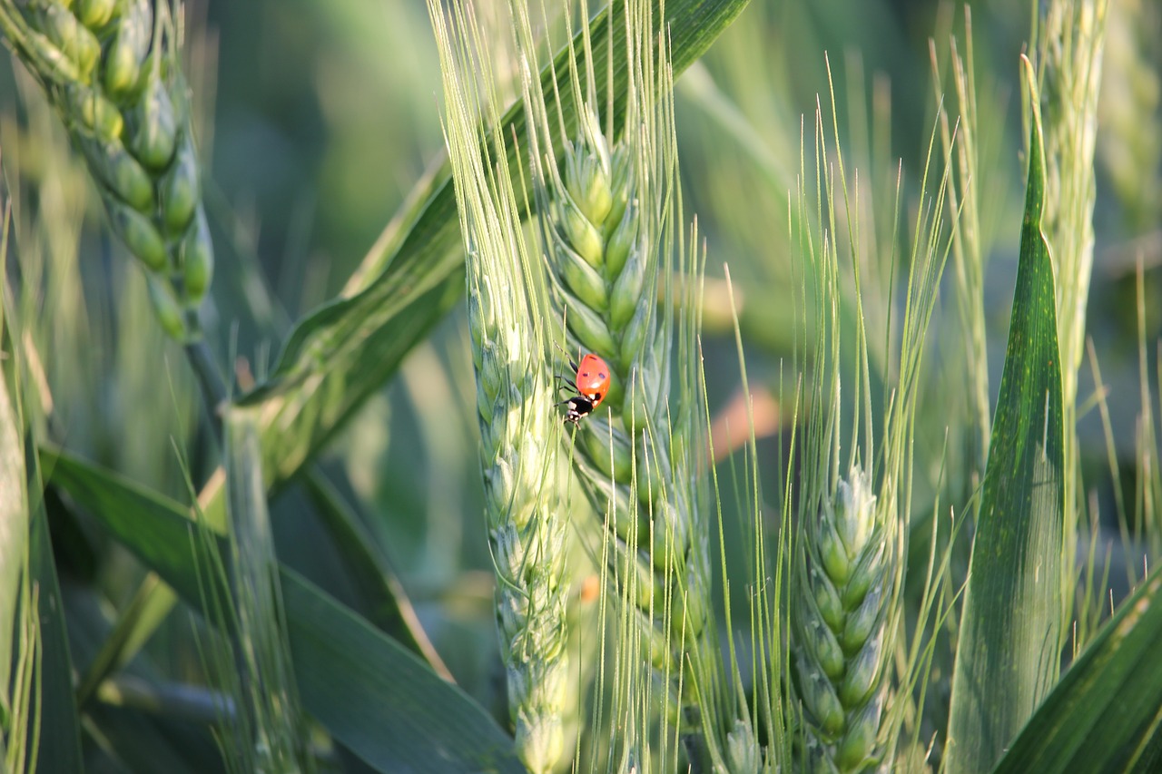 wheat ladybug plant free photo