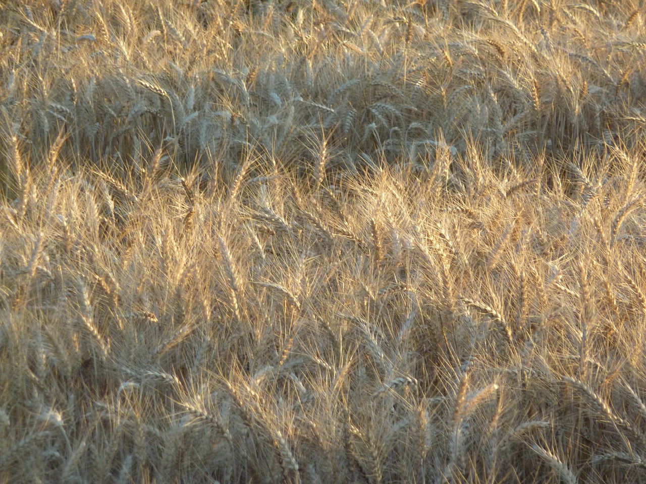 wheat field food free photo