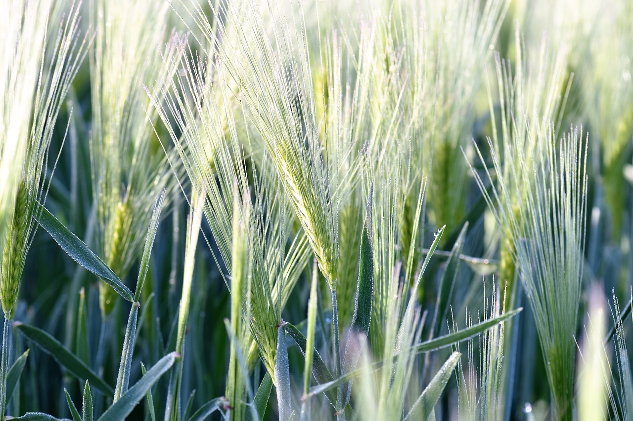 wheat field winter wheat free photo