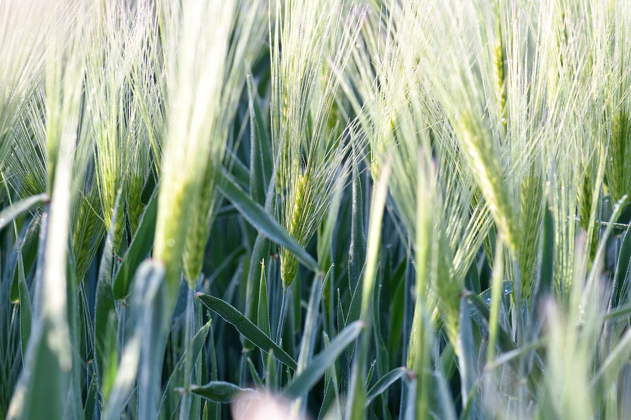 wheat field winter wheat free photo