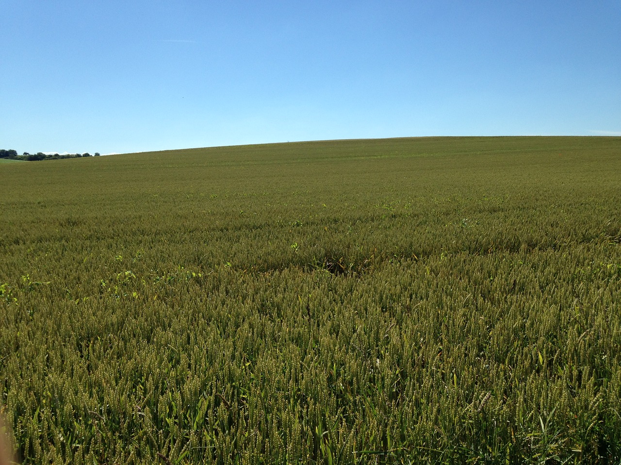 wheat france trip free photo