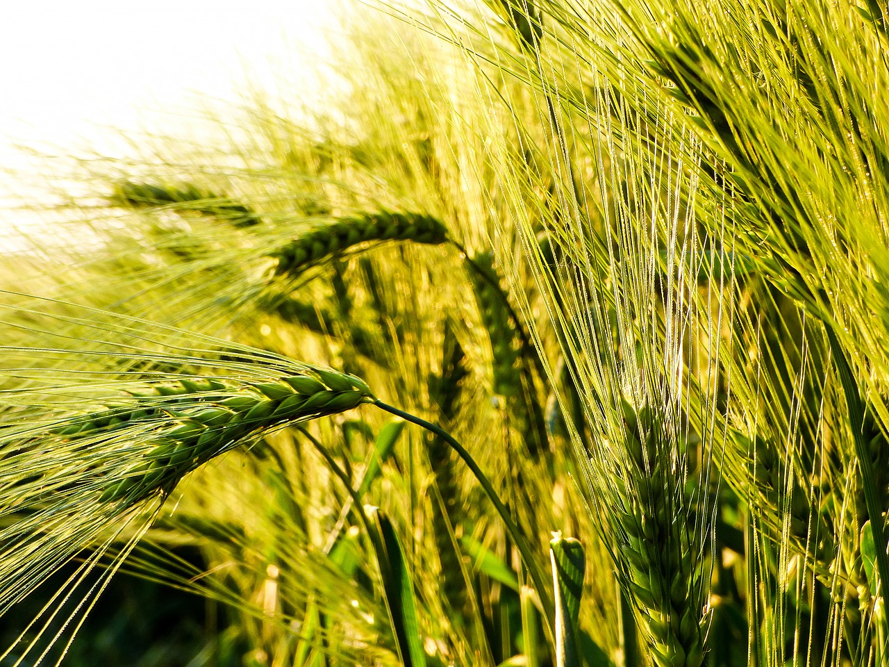 wheat grain by chaitanya k free photo