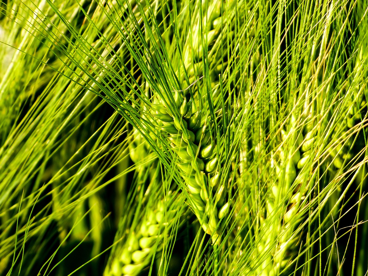 wheat by chaitanya k grain free photo