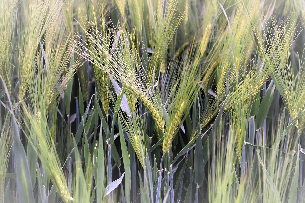 wheat winter wheat field free photo