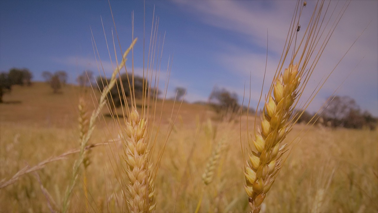 wheat crop summer free photo