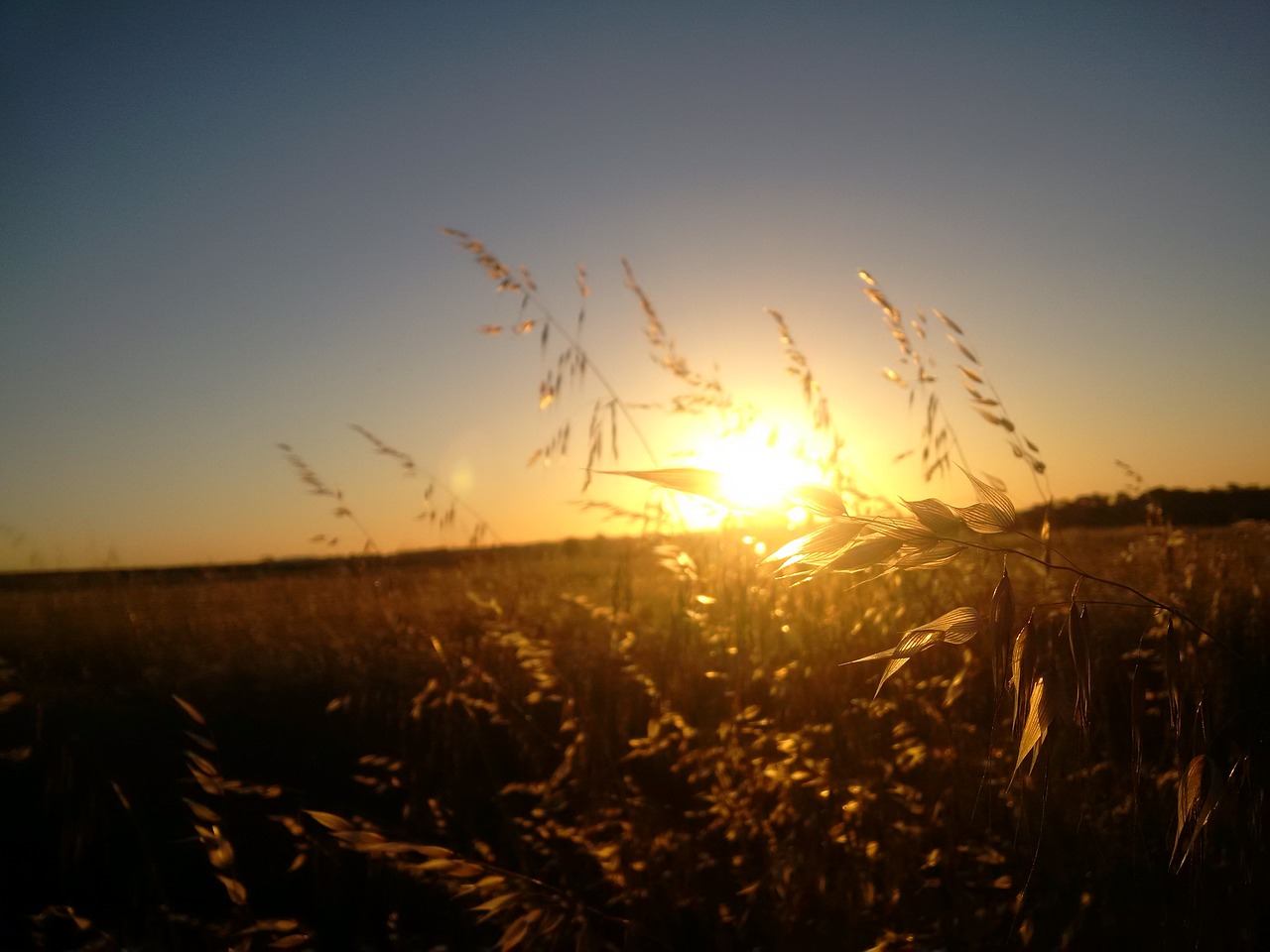 wheat crop summer free photo