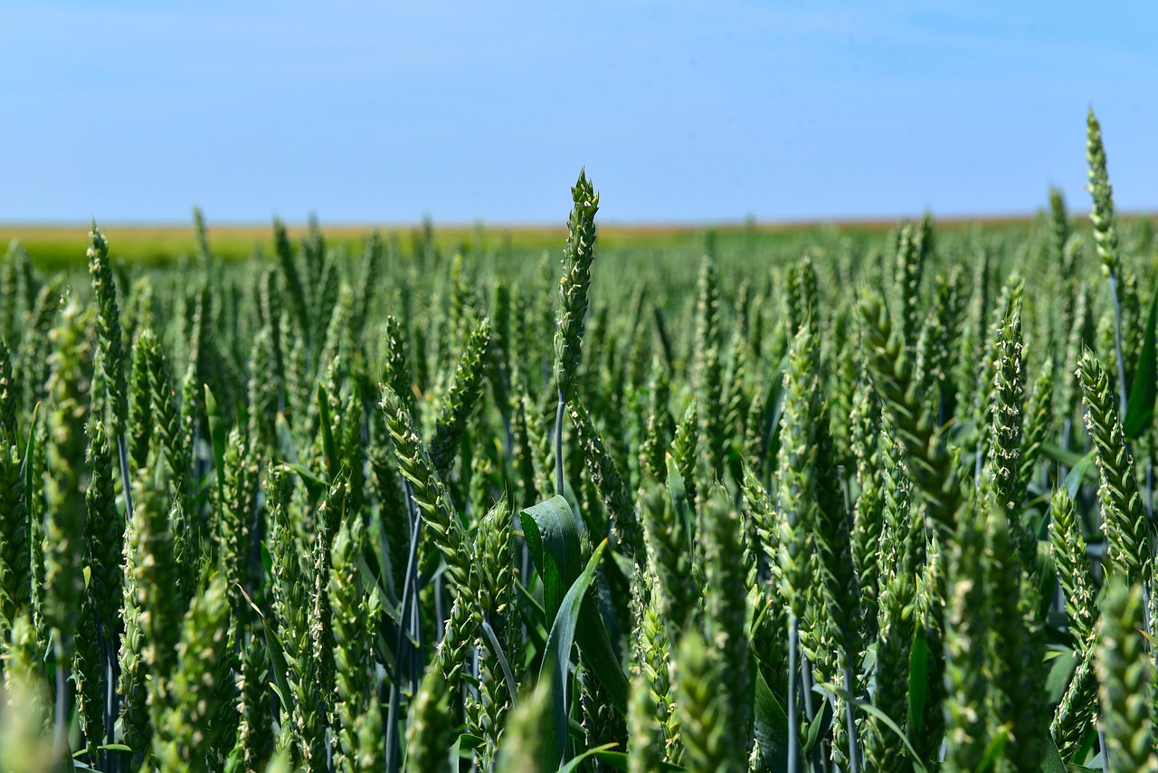 wheat by chaitanya k crop free photo