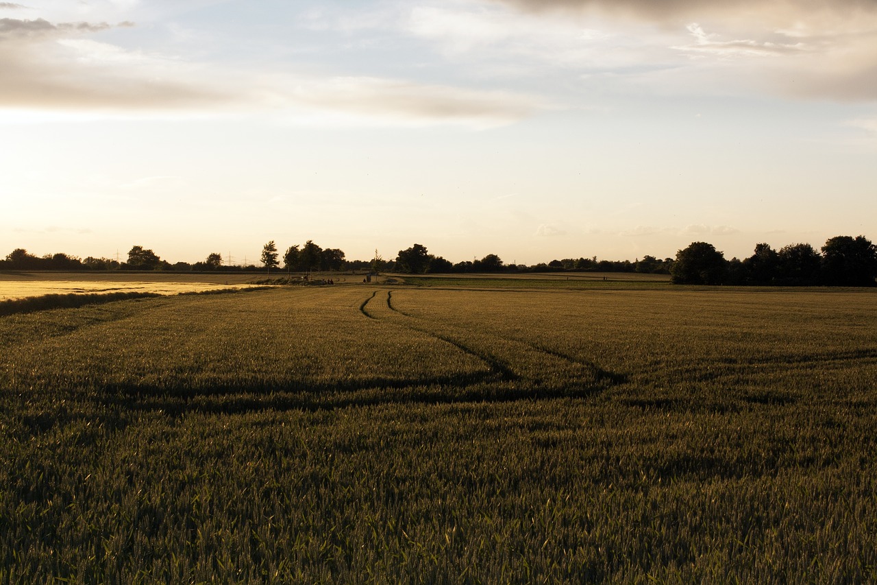 wheat field cereals free photo