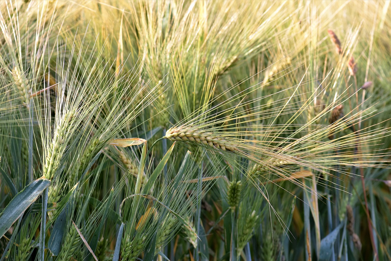 wheat winter wheat agriculture free photo