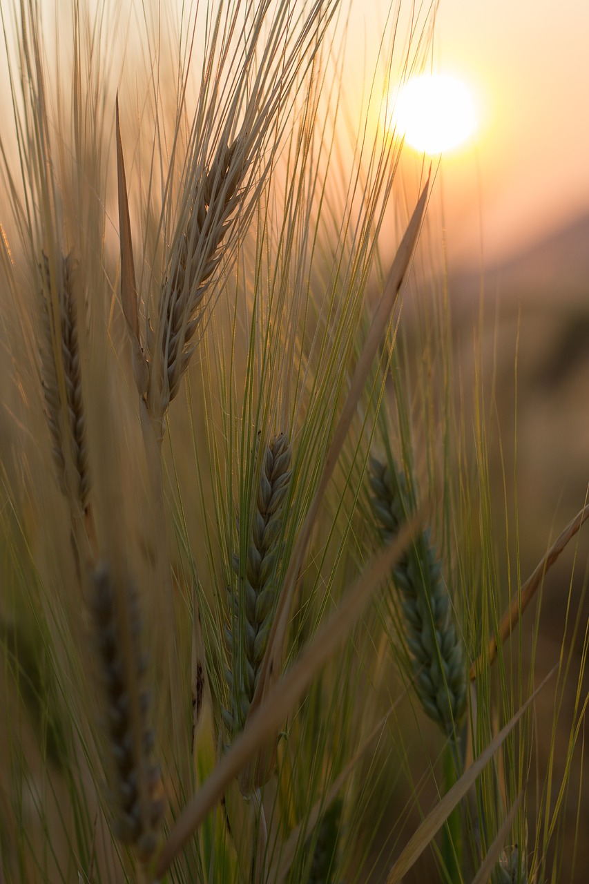 wheat field crop free photo