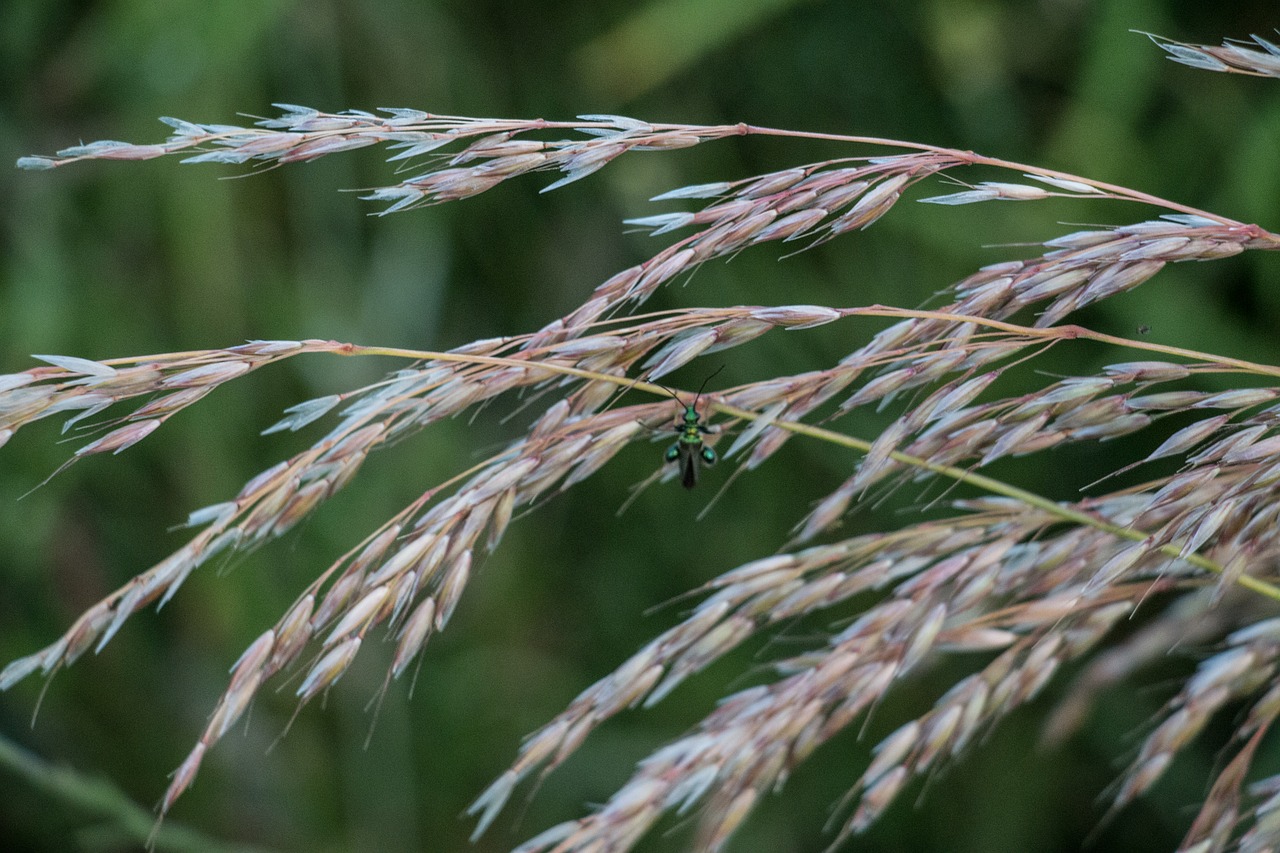wheat plant field free photo