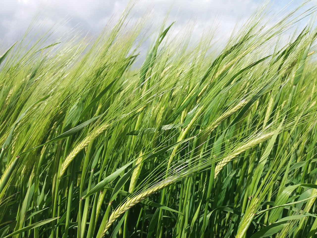 wheat field nature free photo