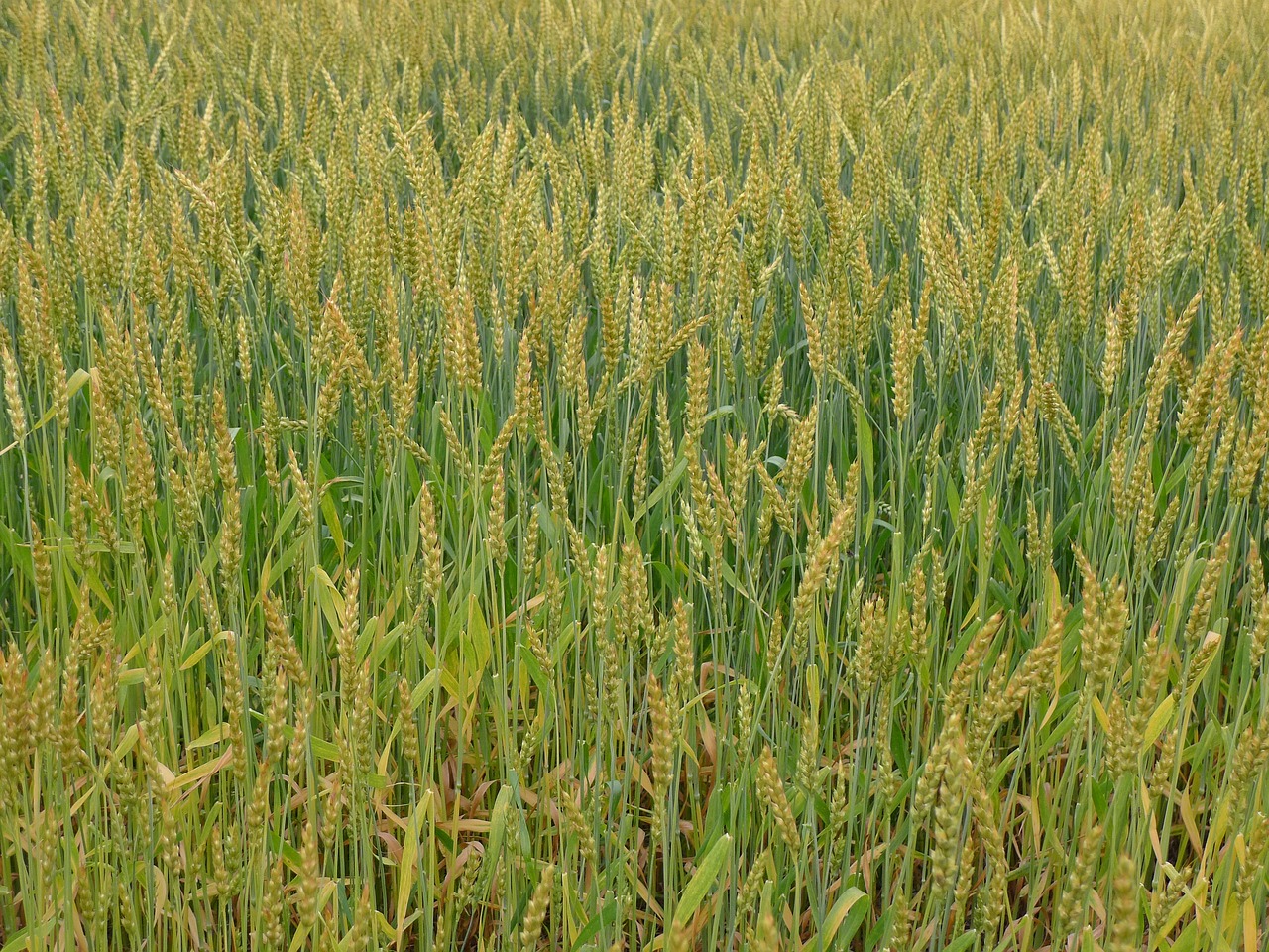 wheat more too wheat fields free photo
