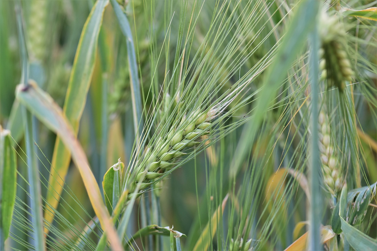 wheat winter wheat cereals free photo