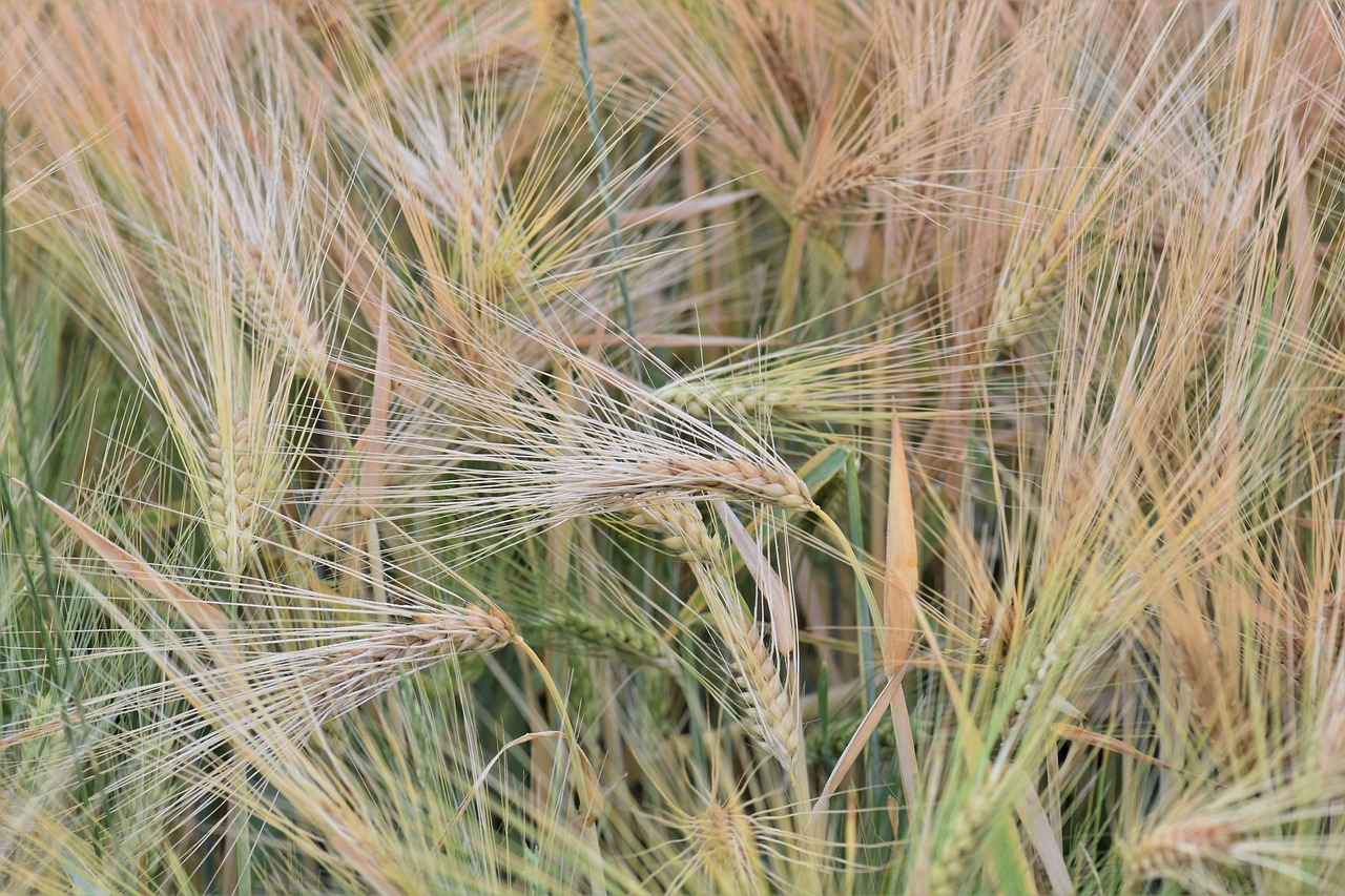 wheat winter wheat cereals free photo